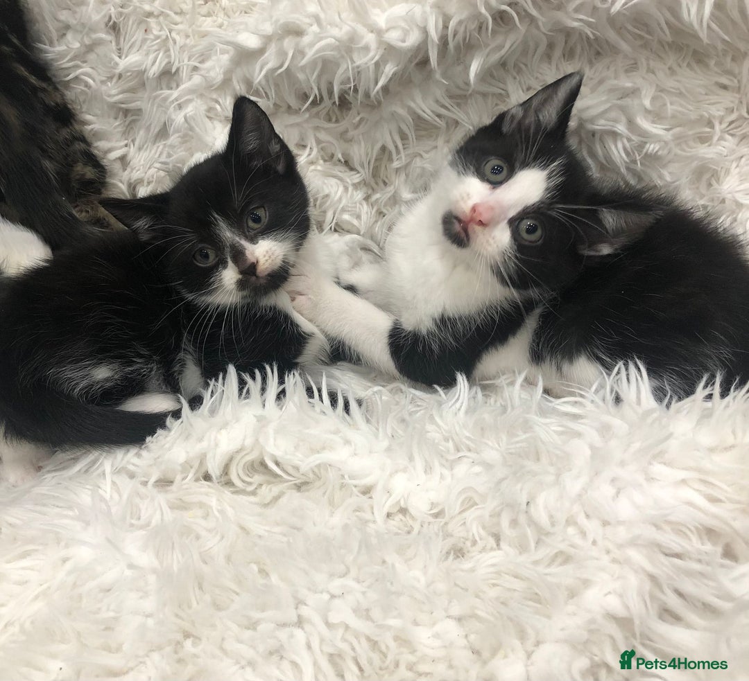 Mixed Breed cats for sale: Lovely kittens 8 weeks old  - Image 10