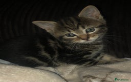 Mixed Breed cats for sale: Loving Kittens Looking For Forever Home - Image 3