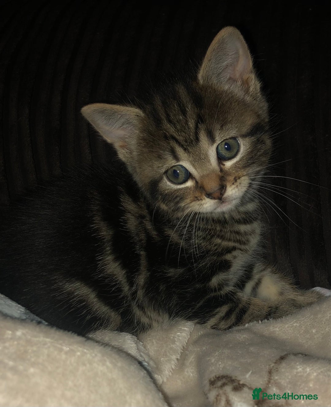 Mixed Breed cats for sale: Loving Kittens Looking For Forever Home - Image 3