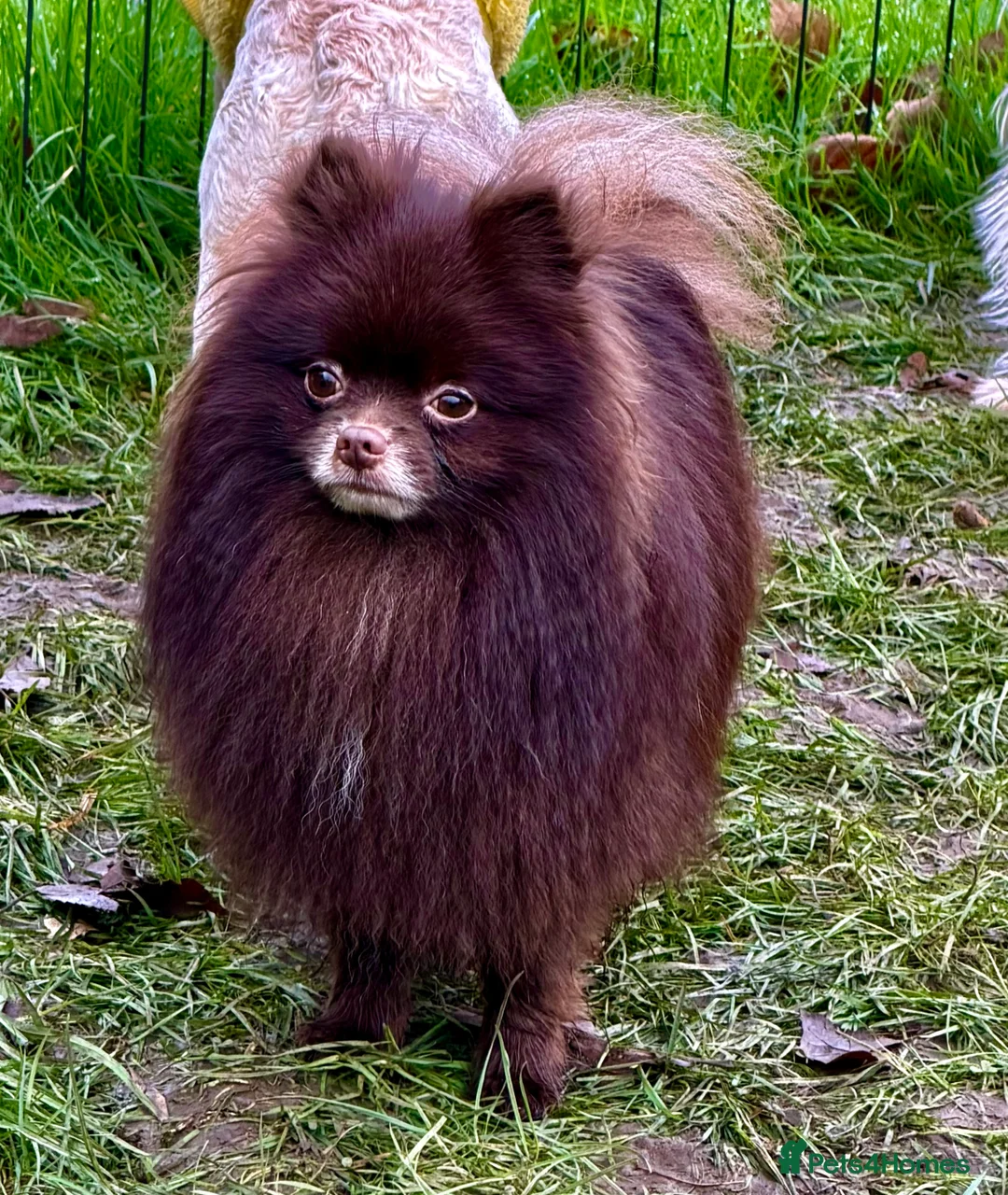 Pomeranian dogs for adoption: 🐾 COFFEE – Male Pomeranian - Advert 2