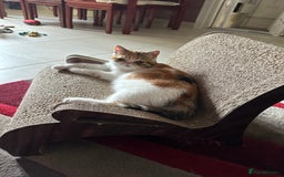 Exotic cats for sale: Paloma is an exotic with a longer nose - Image 12