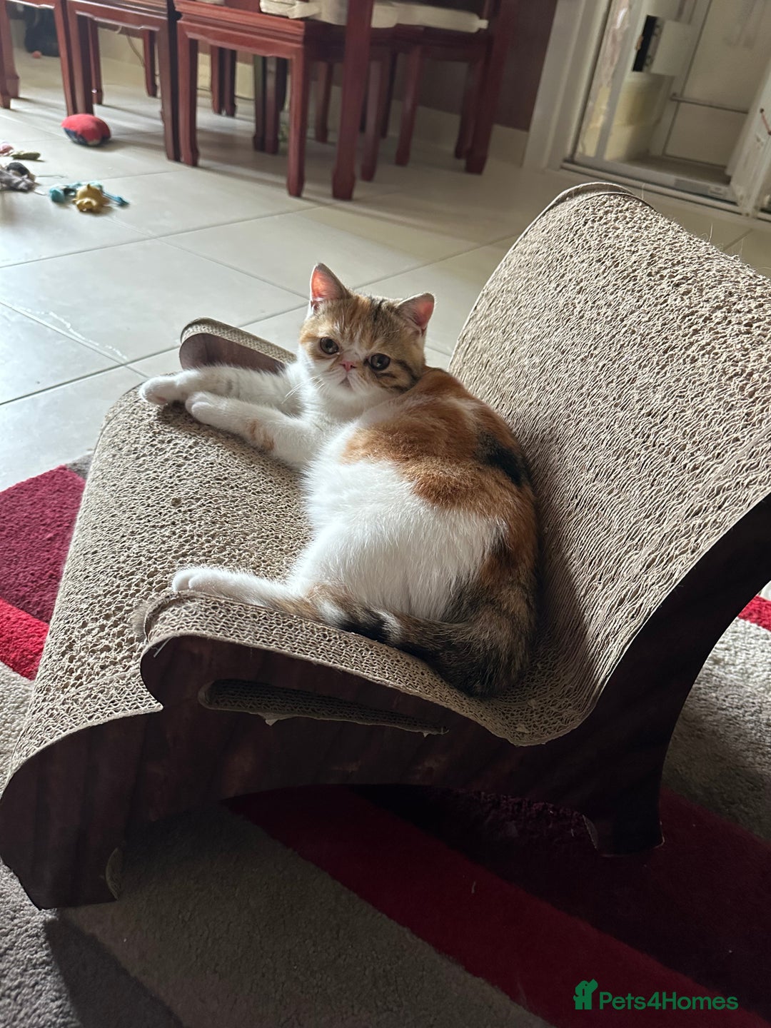 Exotic cats for sale: Paloma is an exotic with a longer nose - Image 12