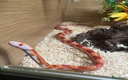 Corn Snake reptiles for sale: Corn snake  - Image 3