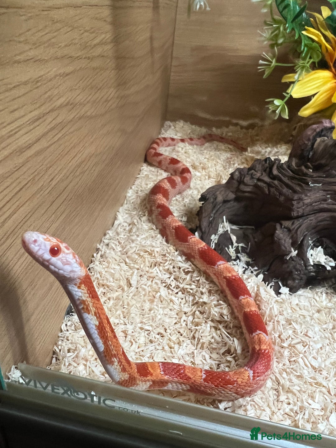 Corn Snake reptiles for sale: Corn snake  - Image 3