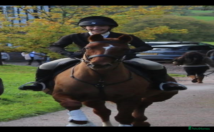 Hanoverian horses - Advert 4