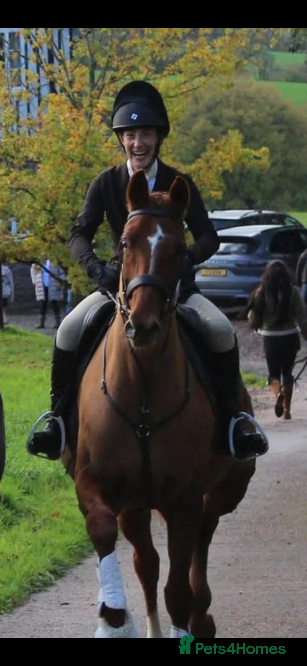 Hanoverian horses for sale: Dee - Registered Hanoverian Showstopper  - Advert 2