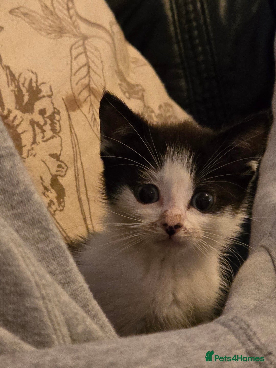 Mixed Breed cats for sale: Beautiful Calico Kittens - Image 25