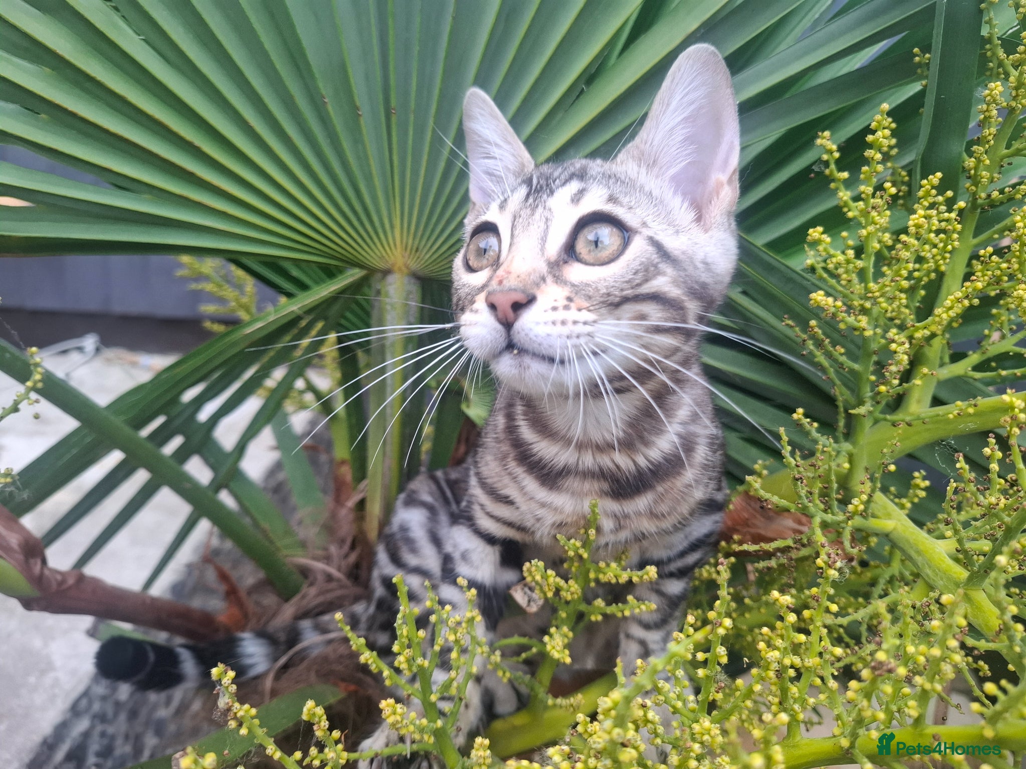 Bengal cats Show Quality Bengal Kittens – 5★ Licensed Cattery - Advert 1