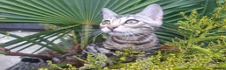 Bengal cats for sale: Show Quality Bengal Kittens – 5★ Licensed Cattery - Advert 3