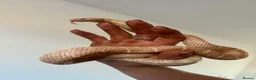 Corn Snake reptiles for sale: 1 king 5 corns 2 pythons  - Advert 1