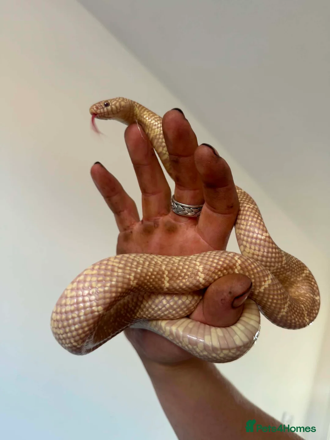 Corn Snake reptiles for sale: 1 king 5 corns 2 pythons  - Advert 1
