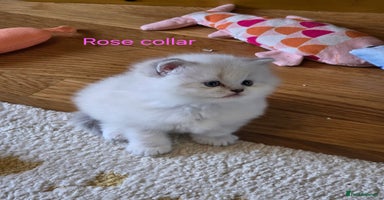 British Shorthair cats - Advert 12