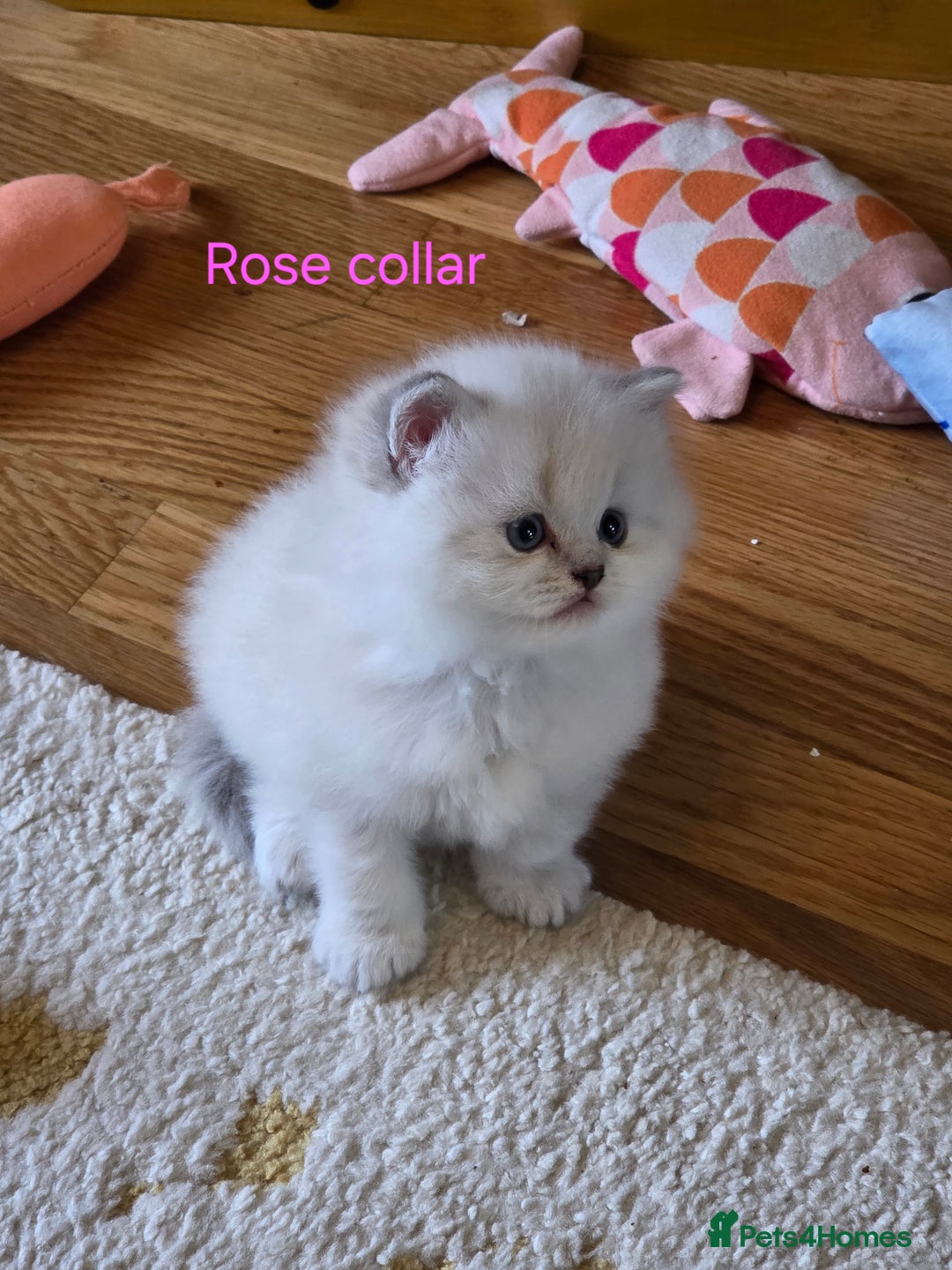 British Shorthair cats for sale: 🐾 4 Adorable British Shorthair Kittens Available! - Image 3