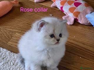 British Shorthair cats - Advert 31