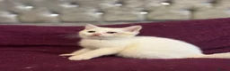 British Shorthair cats for sale: Gccf British Shorthair kittens  - Advert 29