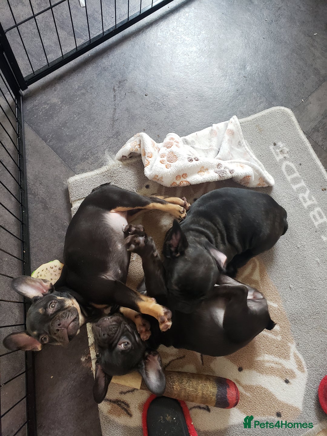 French Bulldog dogs for stud: Blue fawn white mariel  - Image 10