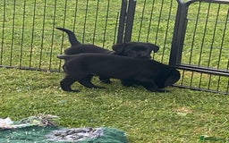 Labrador Retriever dogs for sale: Yellow and black Labrador puppies in Whitchurch - Image 18