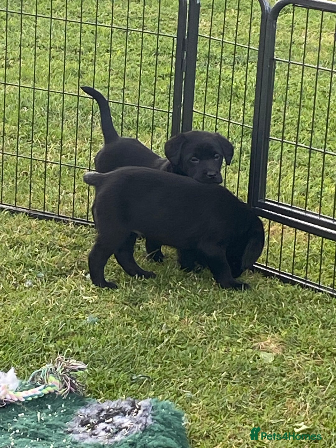 Labrador Retriever dogs for sale: Yellow and black Labrador puppies in Whitchurch - Image 18