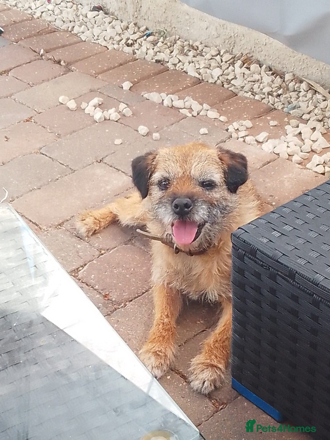 Border Terrier dogs for sale: Border terrier puppies for sale  - Image 5