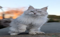 Maine Coon cats for sale: Black Silver Shaded proven stud boy - Advert 10