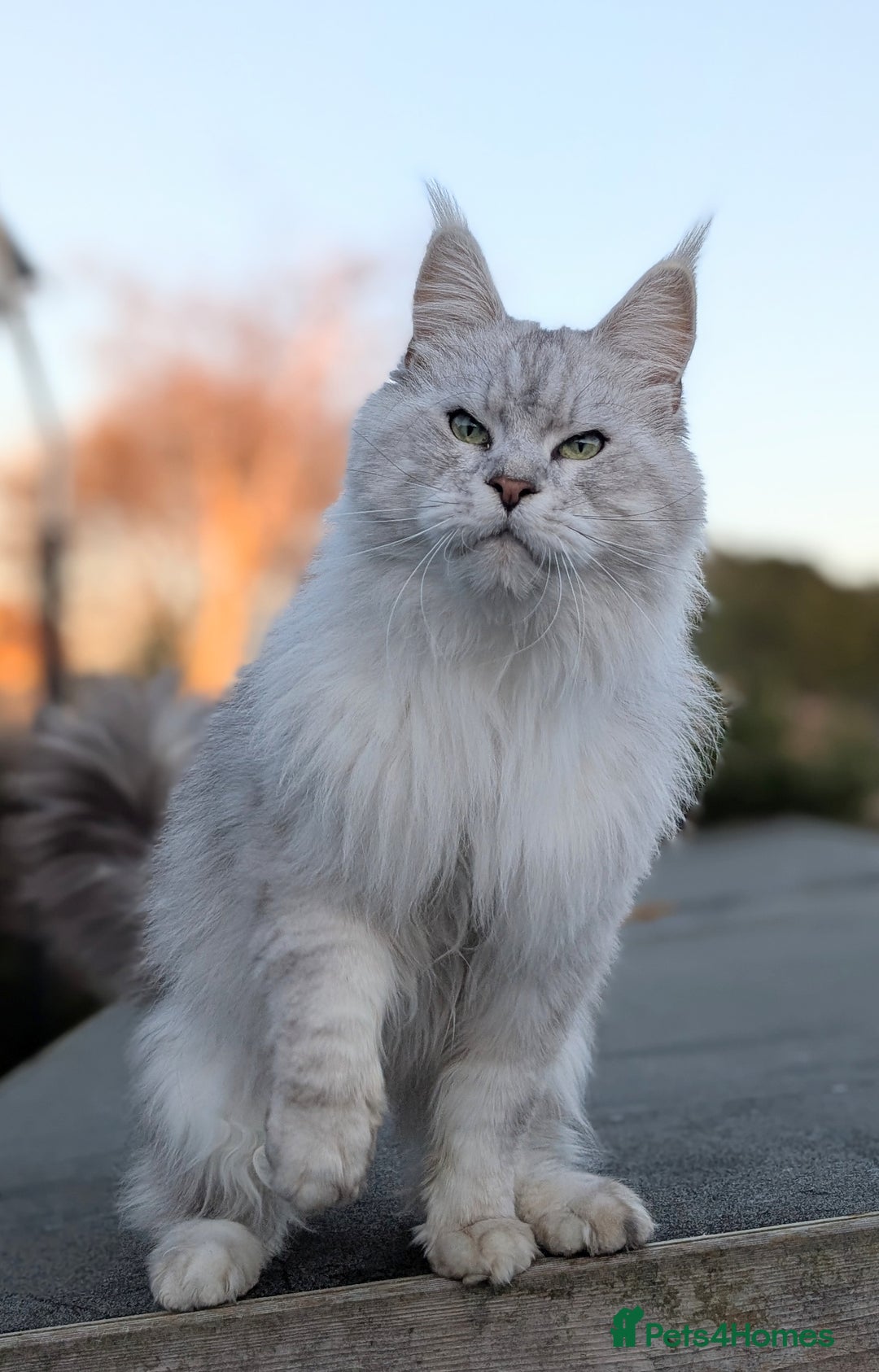 Maine Coon cats for sale: Black Silver Shaded proven stud boy - Advert 10