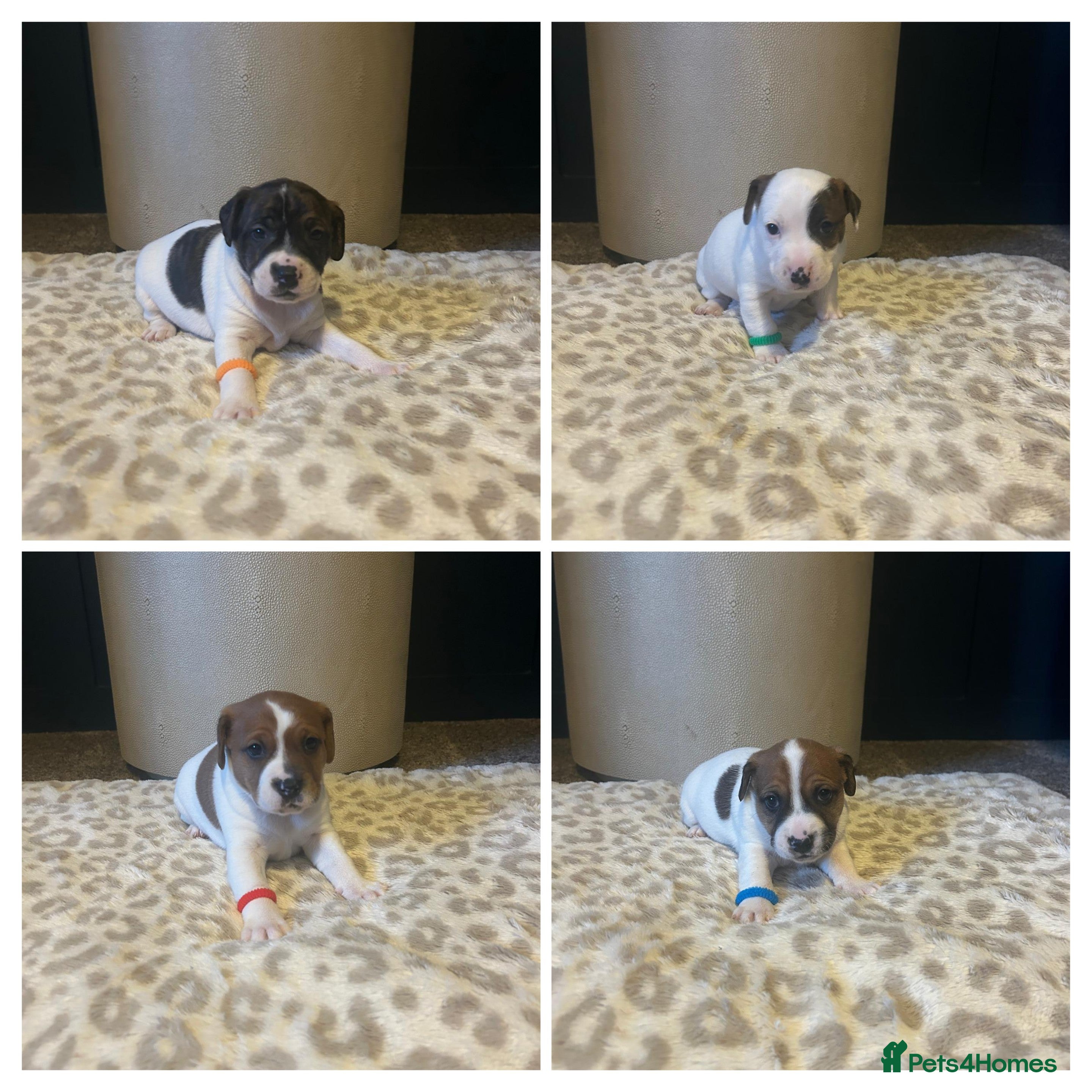 Mixed Breed dogs Jackastaff last 4 boyz left - Advert 5