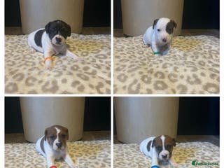 Mixed Breed dogs Jackastaff last 4 boyz left - Advert 8