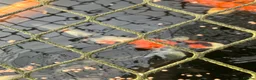 Koi Carp fish for sale: Koi Carp, Goldfish and Orfe’s in Chesterfield - Advert 10