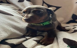 Miniature Dachshund dogs for sale: Mini dachshund pups (health clear) - Image 5