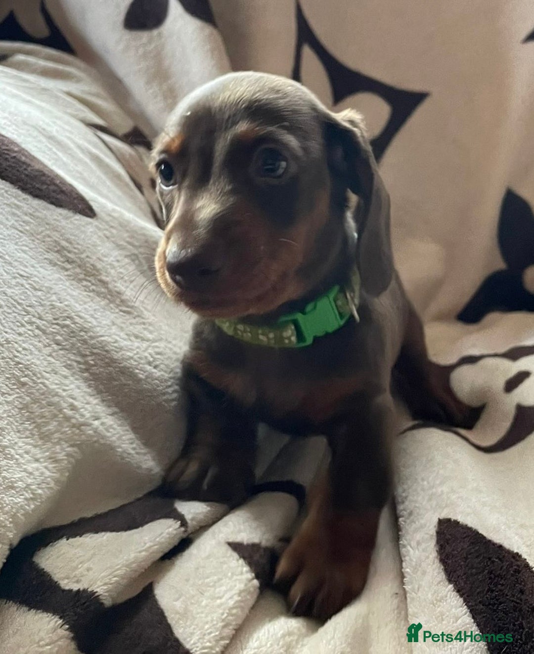 Miniature Dachshund dogs for sale: Mini dachshund pups (health clear) - Image 5