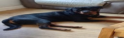Rottweiler dogs for stud: Azrael KC Reg health tested stud  - Advert 2