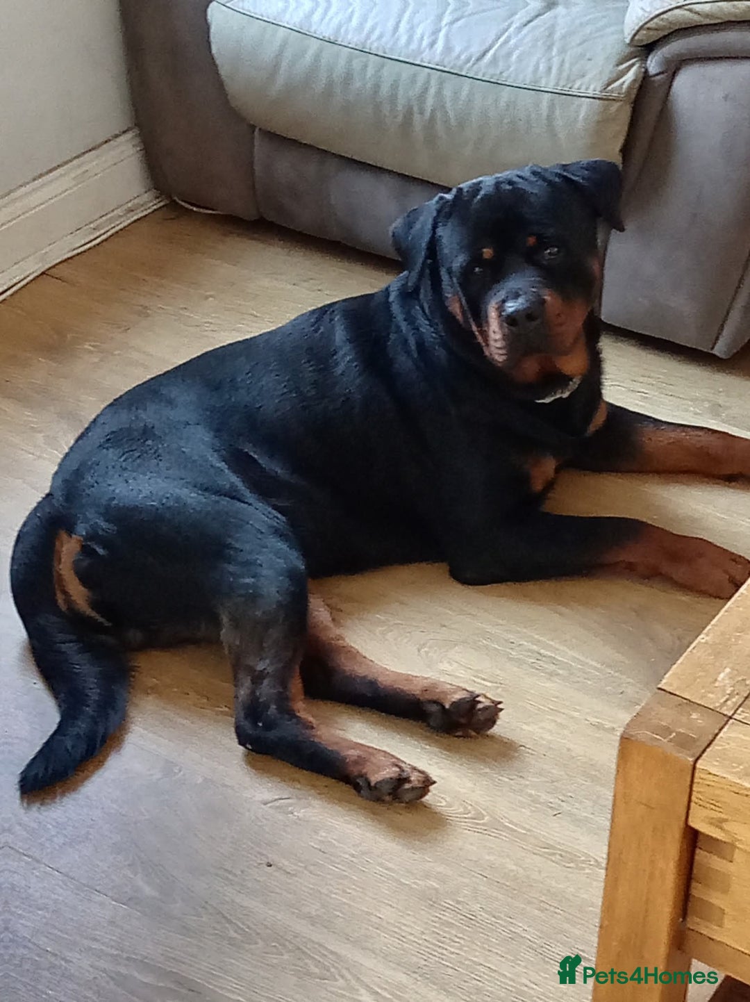 Rottweiler dogs for stud: Azrael KC Reg health tested stud  - Advert 2