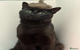 Bombay cats for sale: Urgent Bombay cat for sale  - Image 1