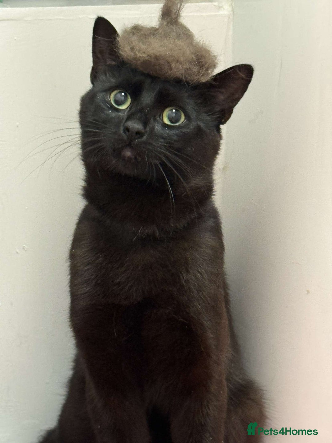 Bombay cats for sale: Urgent Bombay cat for sale  - Image 1