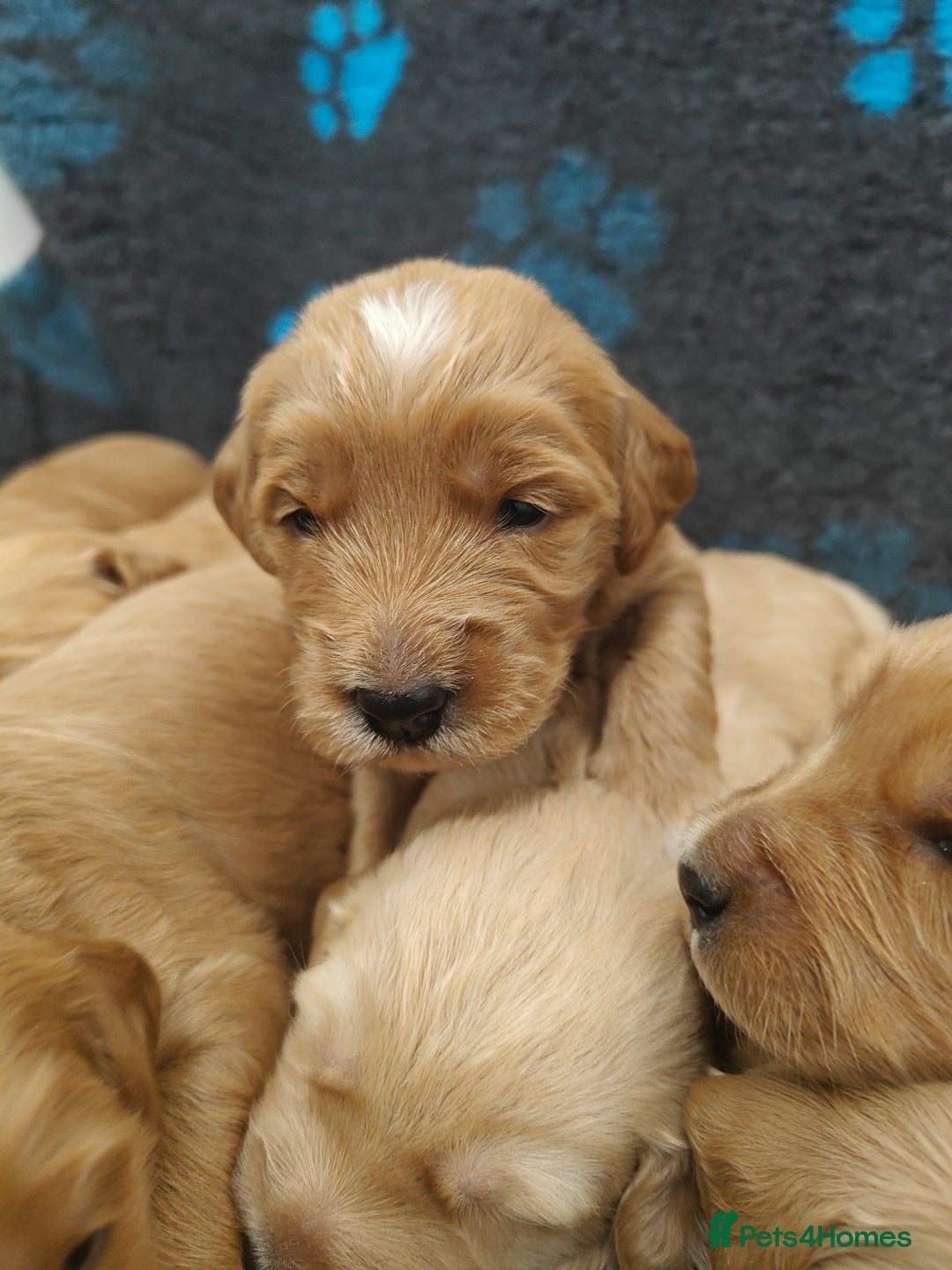 Mini Goldendoodle dogs for sale: Adorable Red & Apricot Goldendoodle Puppys - Image 13