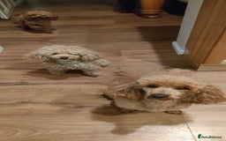 Miniature Poodle dogs for sale: ✨ Miniature Poodle Puppies for Reservation! ✨   - Image 2