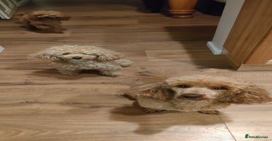 Miniature Poodle dogs - Advert 1