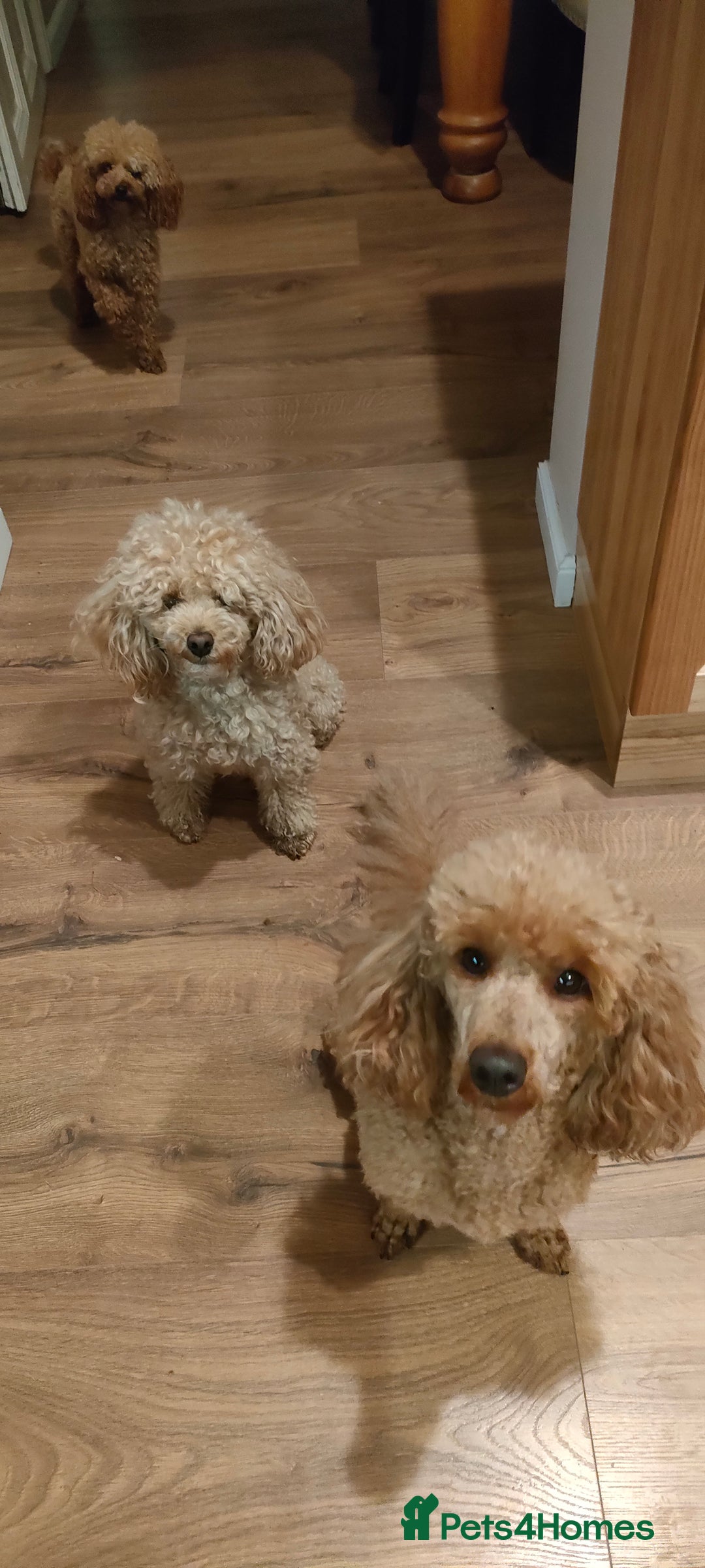 Miniature Poodle dogs for sale: ✨ Miniature Poodle Puppies for Reservation! ✨   - Image 2