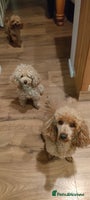 Miniature Poodle dogs ✨ Miniature Poodle Puppies for Reservation! ✨ - Advert 8