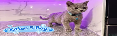 British Shorthair 4