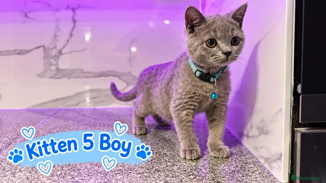 British Shorthair cats for sale: 🐾 Beautiful British Blue Kittens Available! 🐾💙 - Advert 31