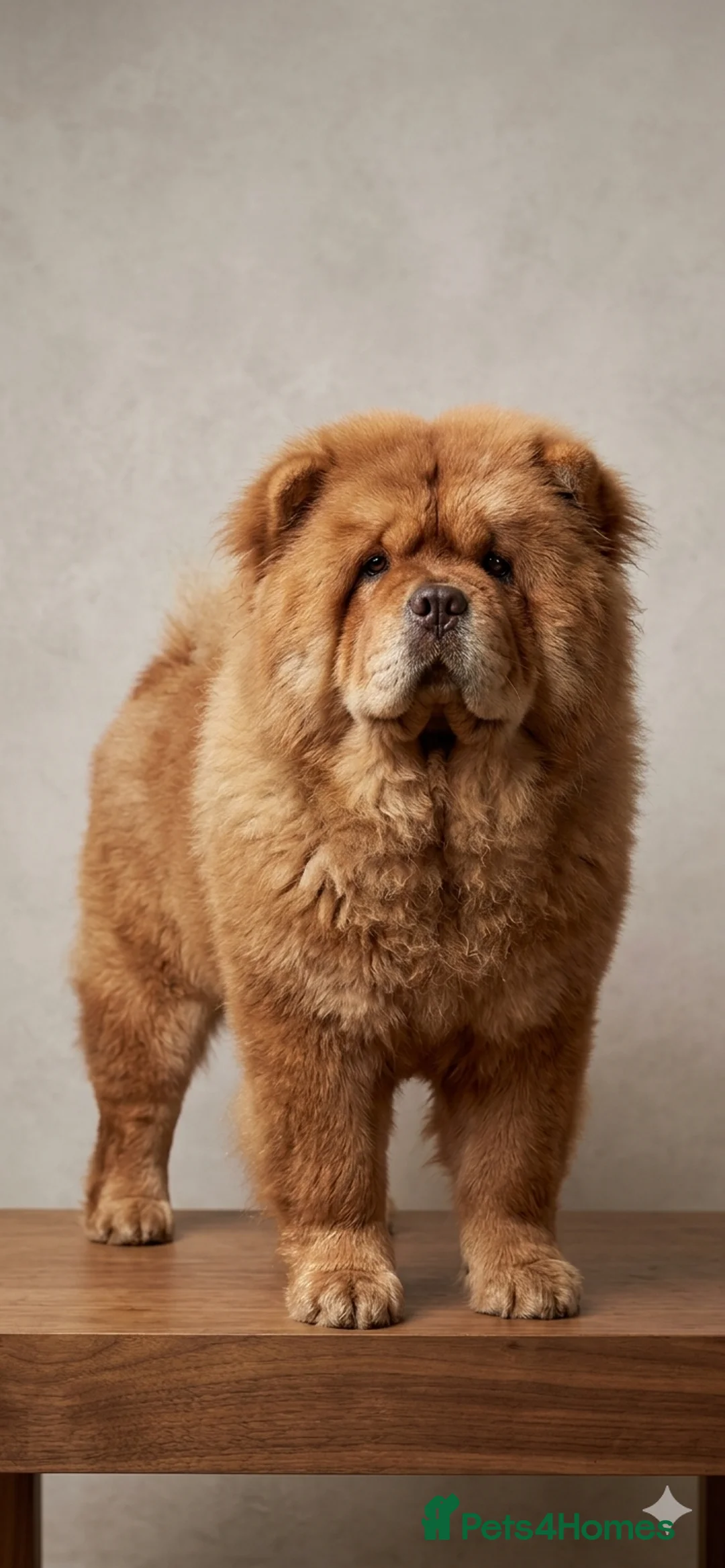 Chow Chow dogs for stud: Chow chow for stud - Advert 3