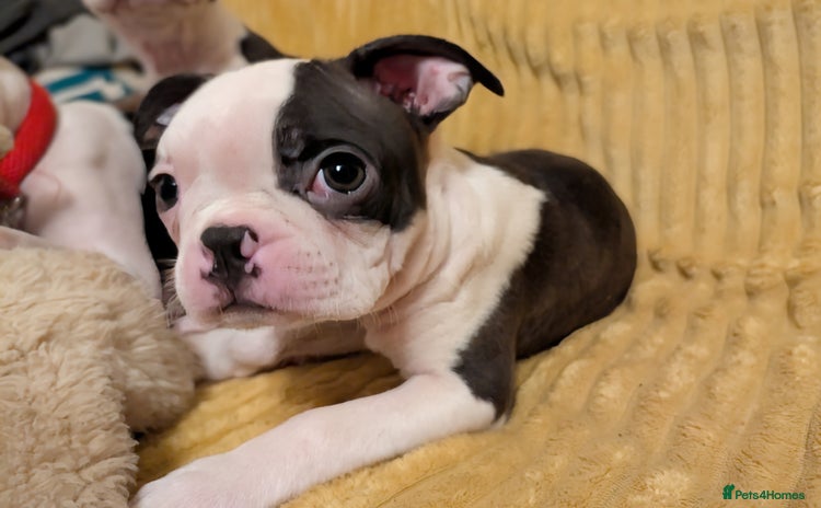 Boston Terrier dogs - Advert 1