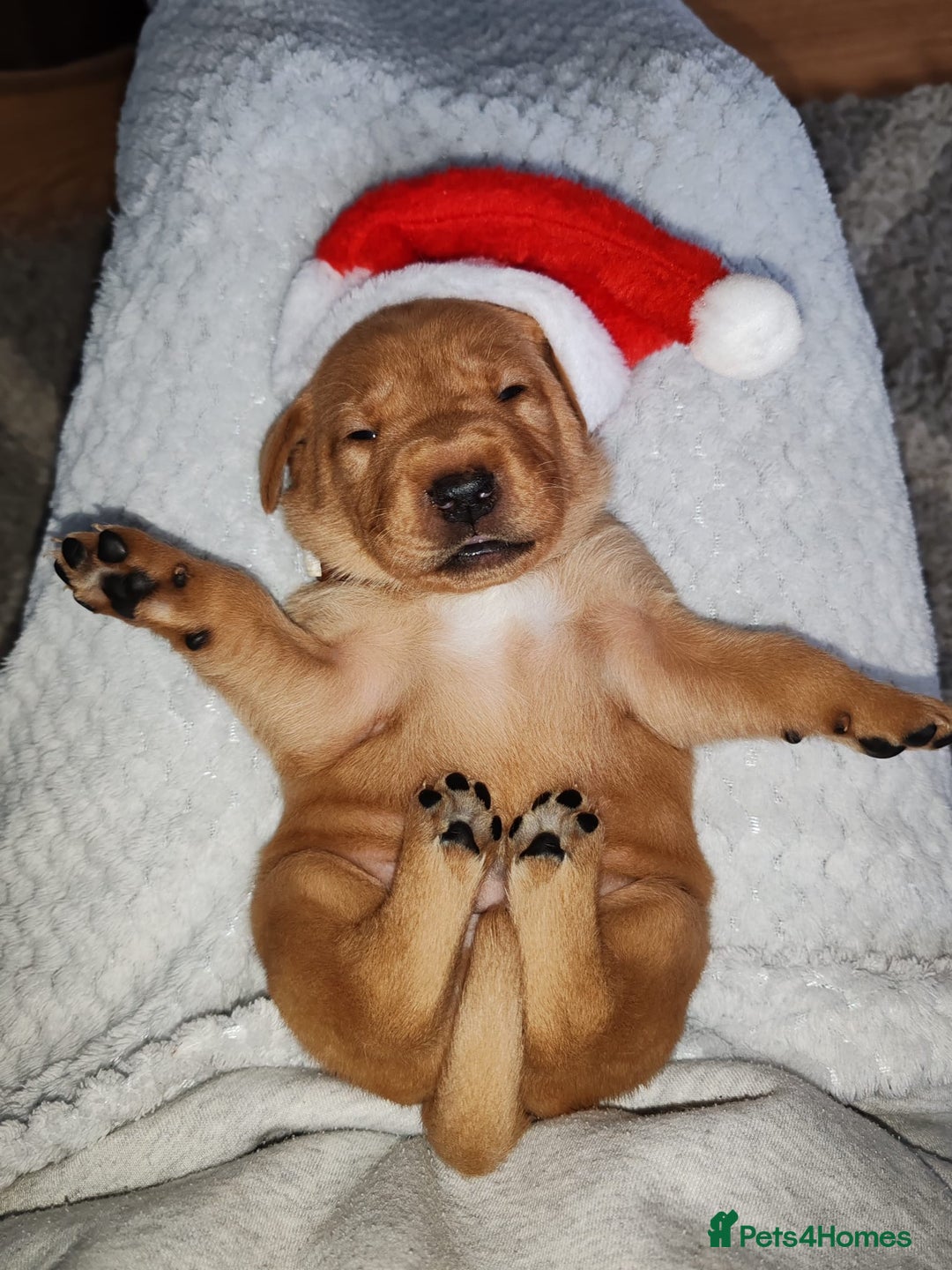 Labrador Retriever dogs for sale: LABRADOR PUPPIES GIRL AND BOY FOX RED 🐶🐕 - Advert 11