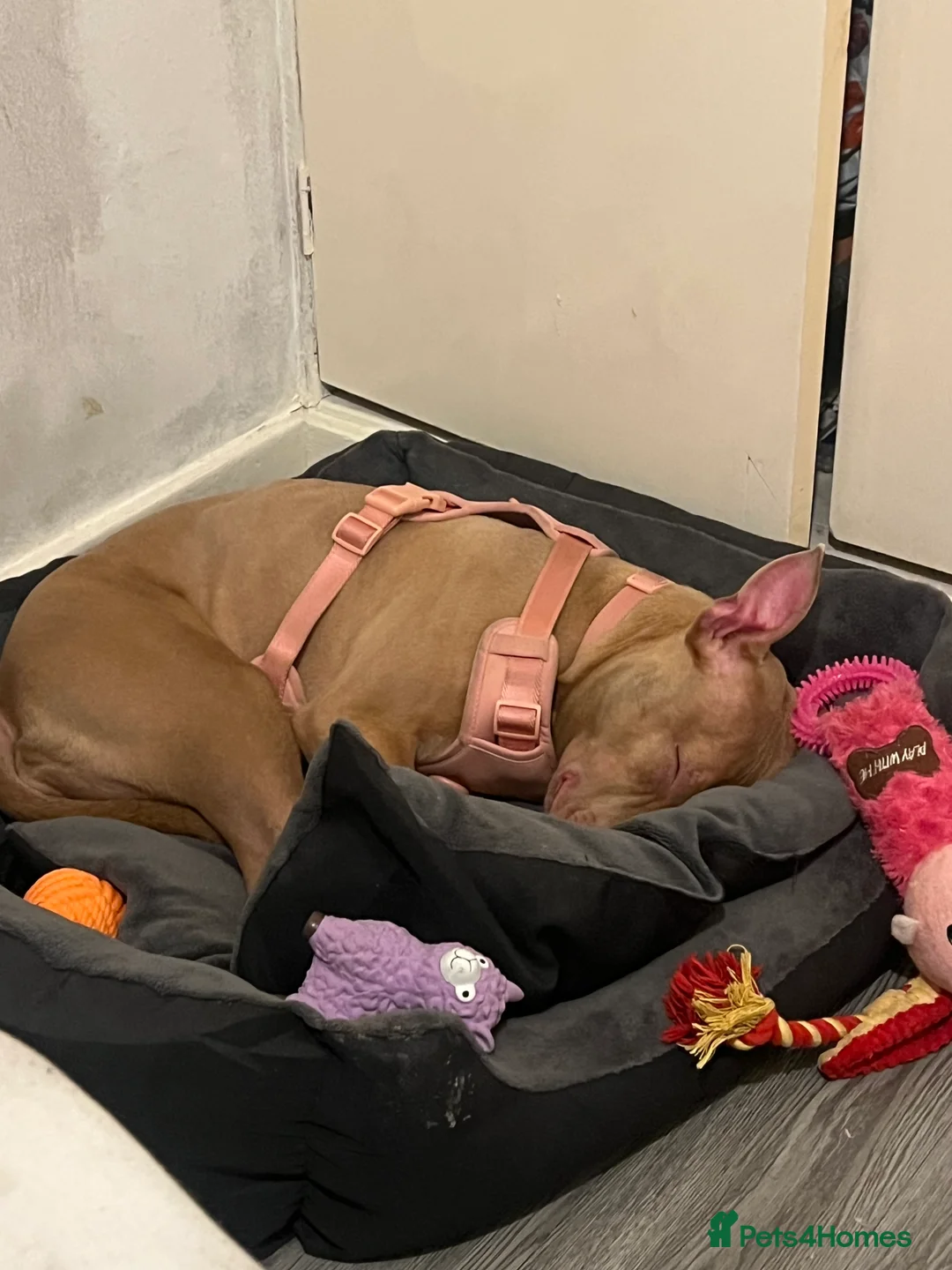 Staffordshire Bull Terrier dogs for sale: Puppy for sale 7 months  - Advert 1