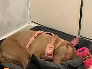 Staffordshire Bull Terrier dogs Puppy for sale 7 months - Advert 4