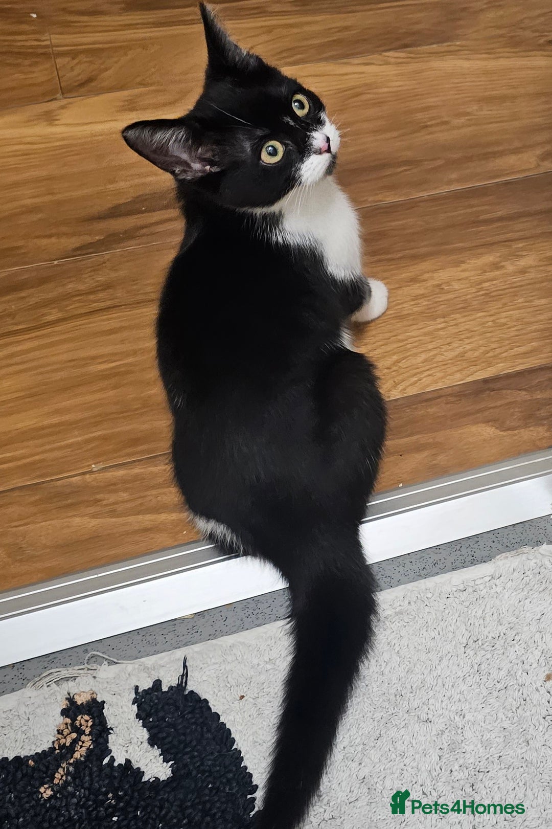 Bombay cats for sale: 1 friendly female kitten 💖❤️ - Advert 2