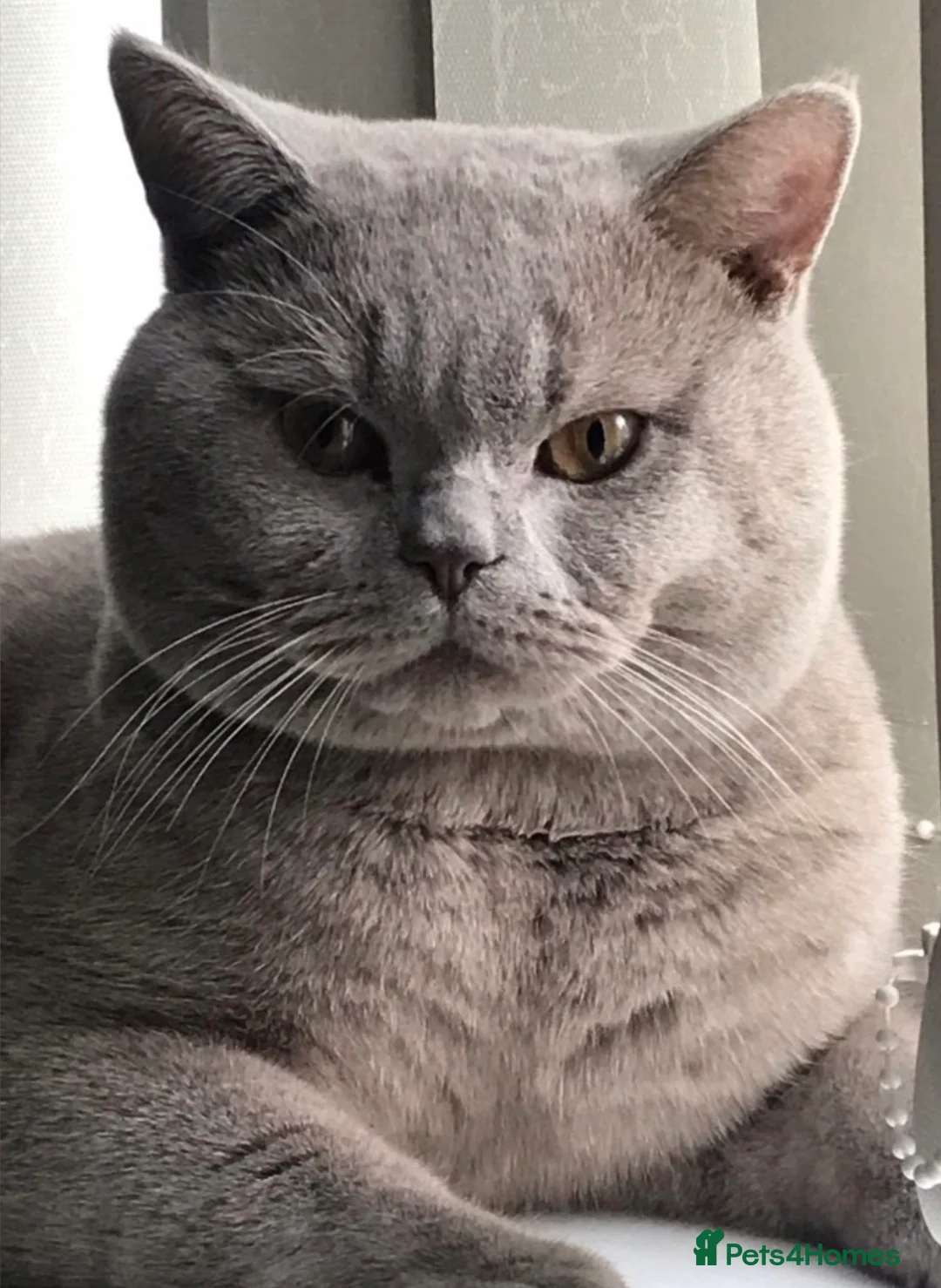 British Shorthair cats for sale: British Shorthair Lilac 🩶 - Advert 10