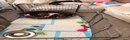 Miniature Dachshund dogs for sale: Miniature dachshund puppy last boy - Advert 6