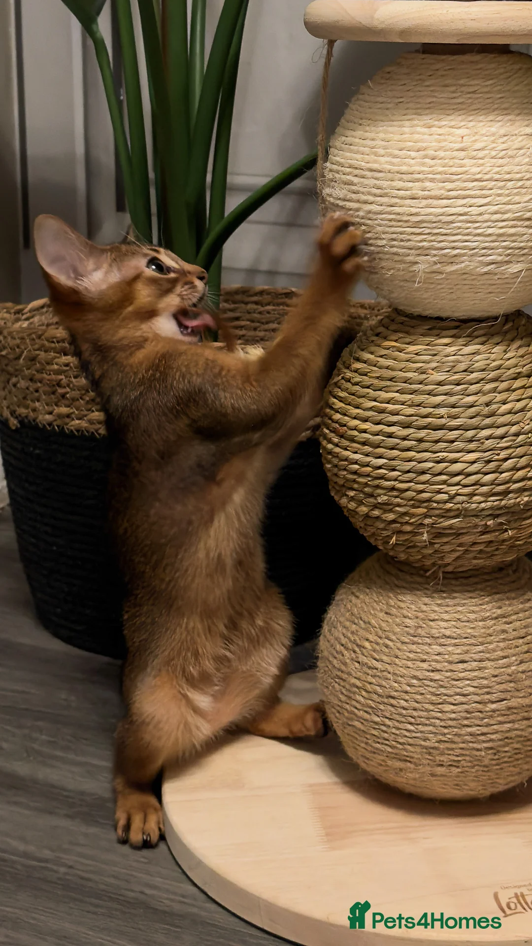 Abyssinian cats for sale: Champion Line Pedigree Abyssinian Kittens  - Advert 19